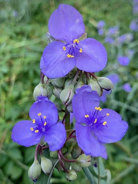 Spiderwort — Wheeler Wildlife Refuge Association